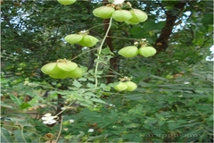 Cardiospermum canescens